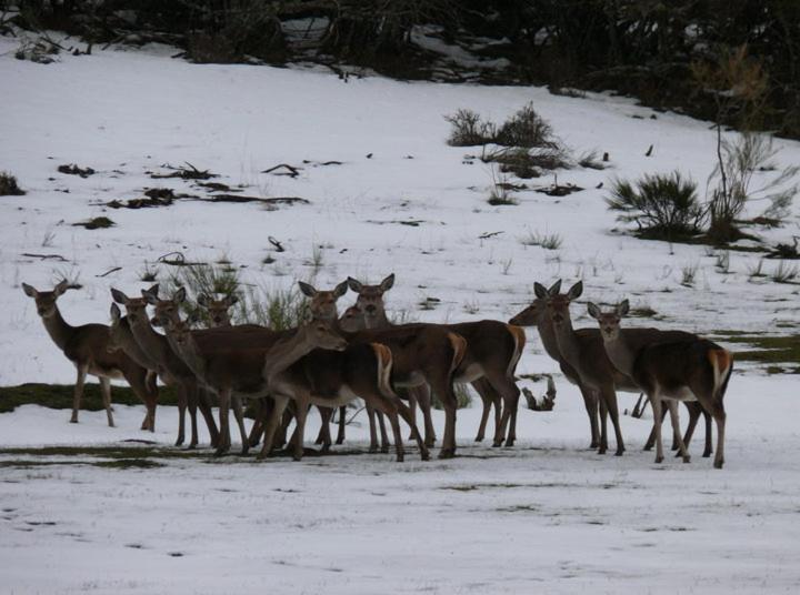 Alba de los Cardaños Casa Rural Ruralba מראה חיצוני תמונה